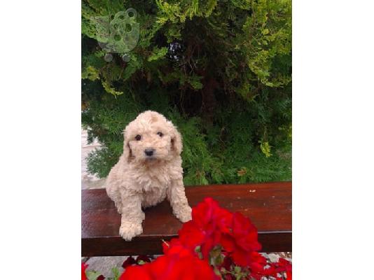 Labradoodle F1